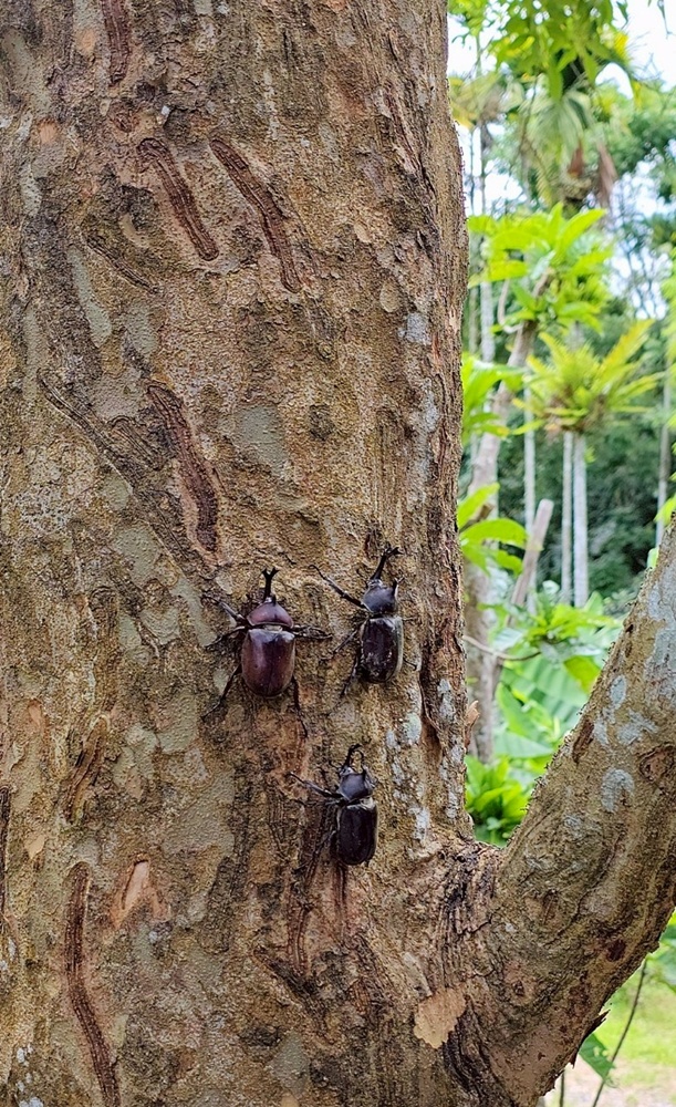 帶孩子走進自然教室!桃米休閒農業區,魚蝦生態體驗;玩出知識與樂趣!!