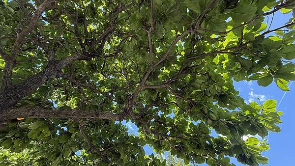 IMG_2085 (1).jpg IMG_2085 (1).jpg