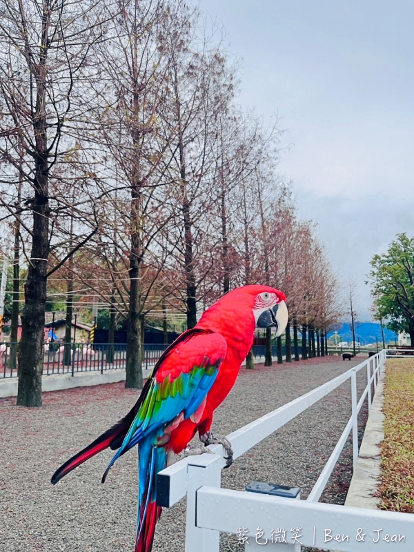宜蘭樹懶餐廳超萌泰迪羊、鵜鶘秀等你！好吃餐點結合動物樂園，親子放電首選~