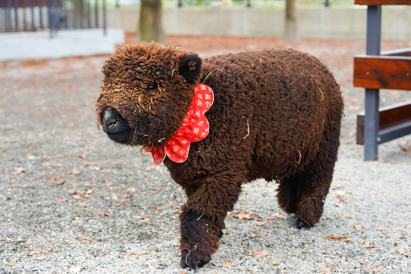 宜蘭樹懶餐廳超萌泰迪羊、鵜鶘秀等你！好吃餐點結合動物樂園，親子放電首選~