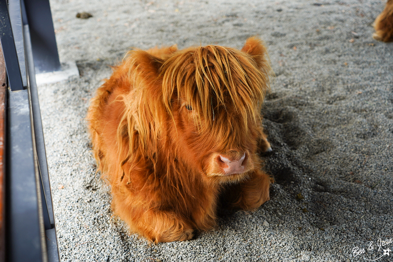 宜蘭樹懶餐廳超萌泰迪羊、鵜鶘秀等你！好吃餐點結合動物樂園，親子放電首選~