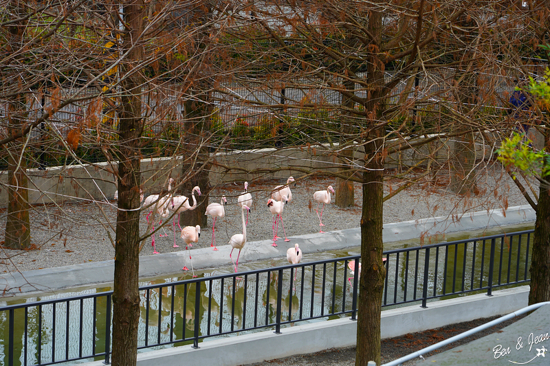 宜蘭樹懶餐廳超萌泰迪羊、鵜鶘秀等你！好吃餐點結合動物樂園，親子放電首選~
