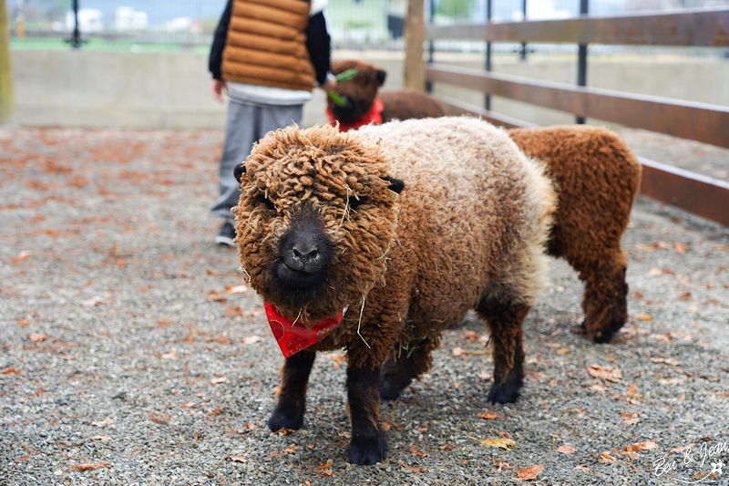 宜蘭樹懶餐廳超萌泰迪羊、鵜鶘秀等你！好吃餐點結合動物樂園，親子放電首選~