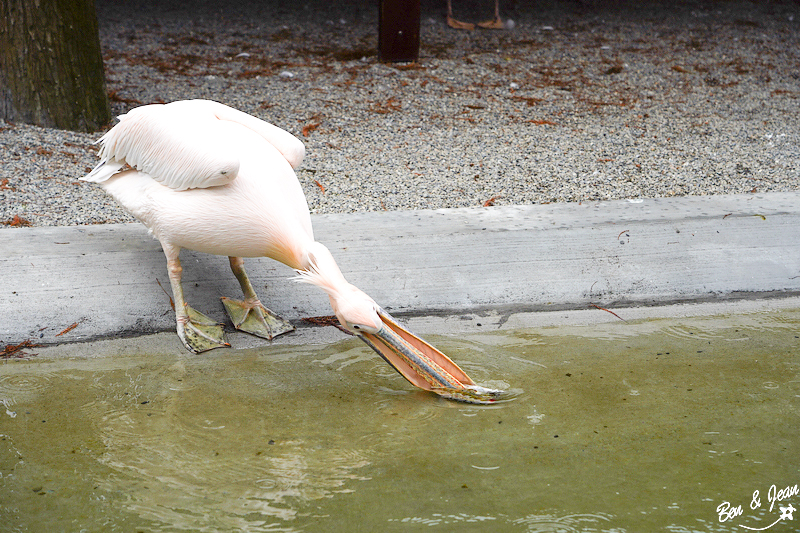 宜蘭樹懶餐廳超萌泰迪羊、鵜鶘秀等你！好吃餐點結合動物樂園，親子放電首選~