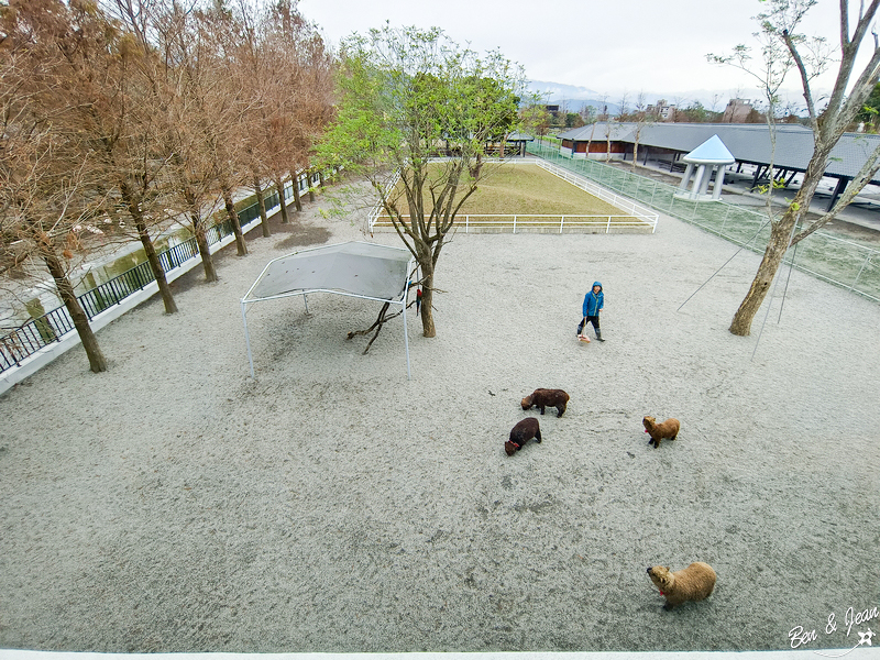 宜蘭樹懶餐廳超萌泰迪羊、鵜鶘秀等你！好吃餐點結合動物樂園，親子放電首選~