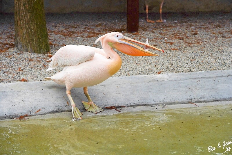宜蘭樹懶餐廳超萌泰迪羊、鵜鶘秀等你！好吃餐點結合動物樂園，親子放電首選~