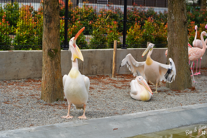宜蘭樹懶餐廳超萌泰迪羊、鵜鶘秀等你！好吃餐點結合動物樂園，親子放電首選~