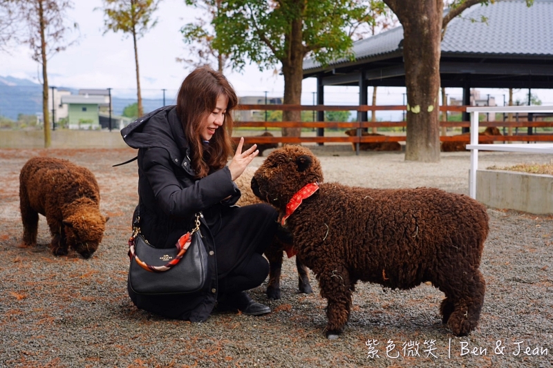 宜蘭樹懶餐廳超萌泰迪羊、鵜鶘秀等你！好吃餐點結合動物樂園，親子放電首選~