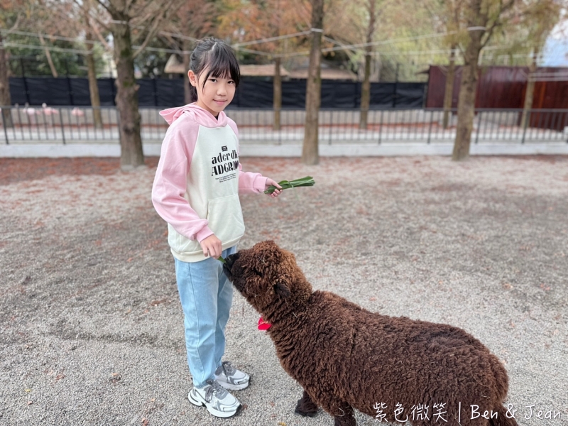 宜蘭樹懶餐廳超萌泰迪羊、鵜鶘秀等你！好吃餐點結合動物樂園，親子放電首選~