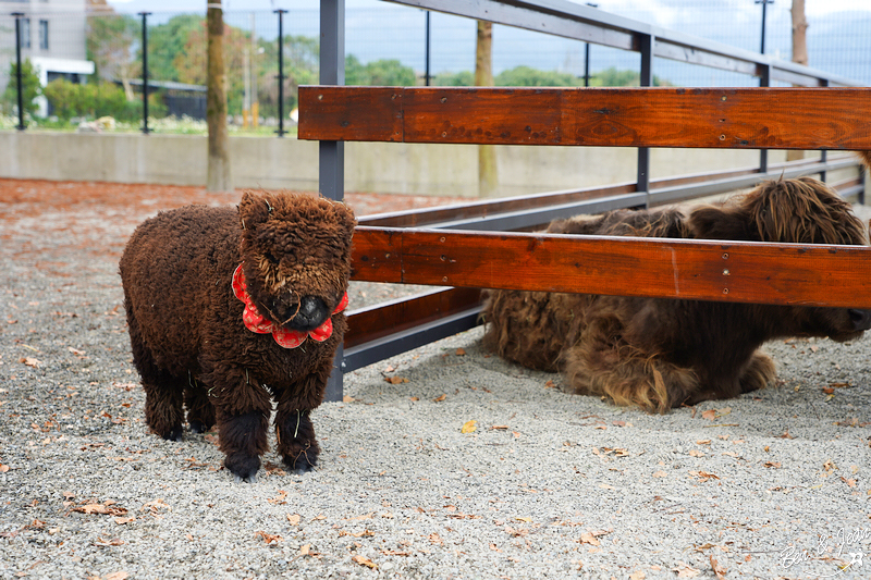 宜蘭樹懶餐廳超萌泰迪羊、鵜鶘秀等你！好吃餐點結合動物樂園，親子放電首選~