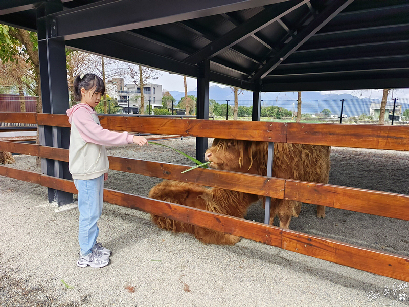 宜蘭樹懶餐廳超萌泰迪羊、鵜鶘秀等你！好吃餐點結合動物樂園，親子放電首選~