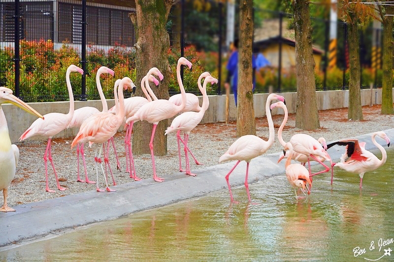 宜蘭樹懶餐廳超萌泰迪羊、鵜鶘秀等你！好吃餐點結合動物樂園，親子放電首選~