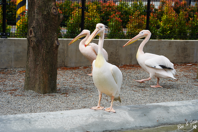 宜蘭樹懶餐廳超萌泰迪羊、鵜鶘秀等你！好吃餐點結合動物樂園，親子放電首選~