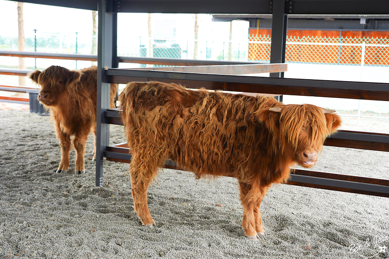 宜蘭樹懶餐廳超萌泰迪羊、鵜鶘秀等你！好吃餐點結合動物樂園，親子放電首選~