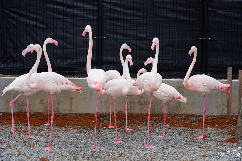 宜蘭樹懶餐廳超萌泰迪羊、鵜鶘秀等你！好吃餐點結合動物樂園，親子放電首選~