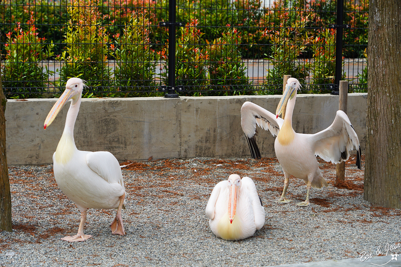 宜蘭樹懶餐廳超萌泰迪羊、鵜鶘秀等你！好吃餐點結合動物樂園，親子放電首選~