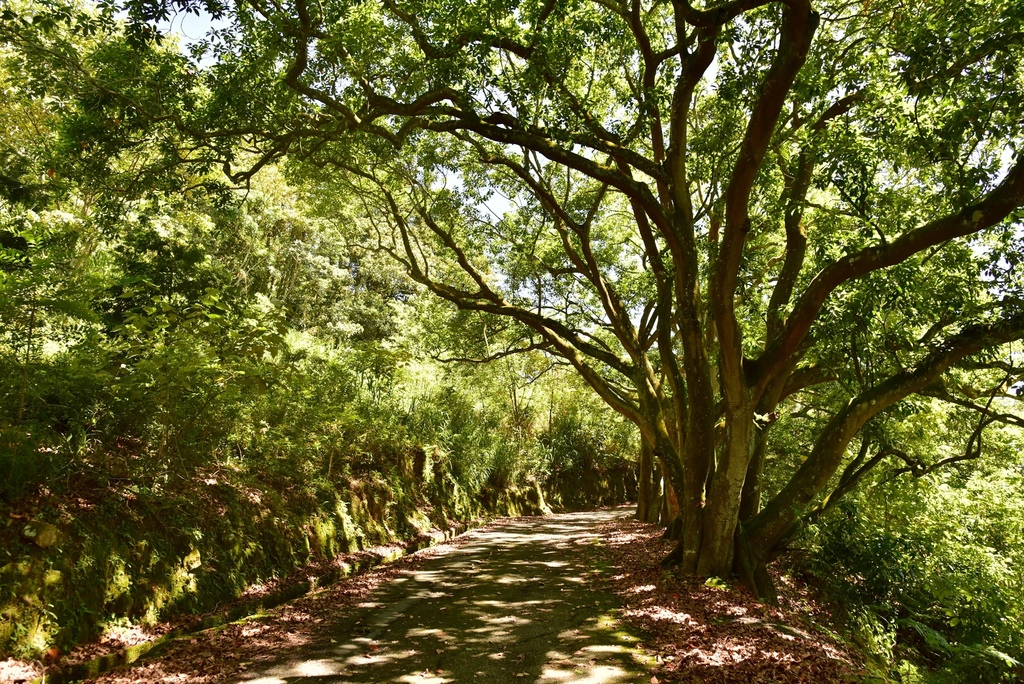 南投魚池鄉｜環保再進化！日月潭電動船升級，美食音樂打造遊湖新
