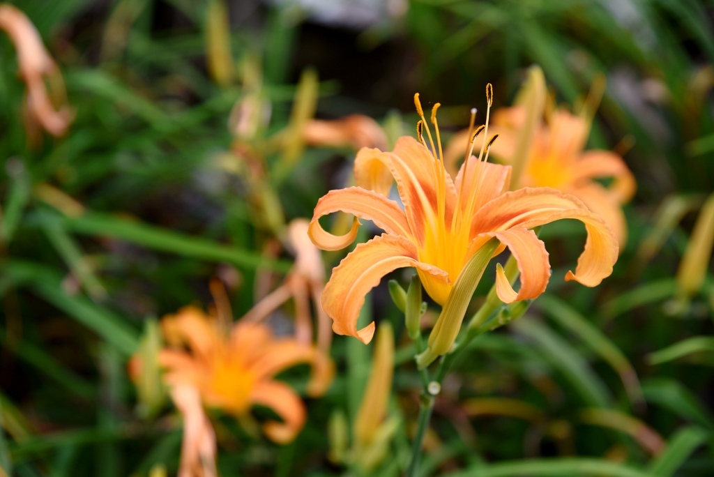 台東三天兩夜輕旅行|我在太麻里好解憂