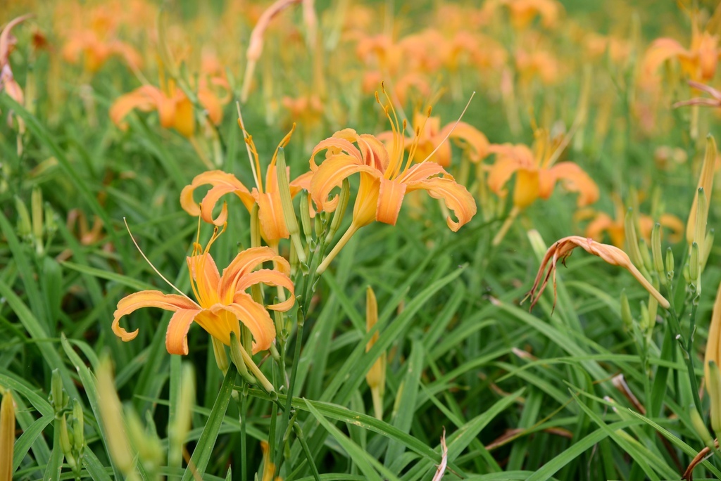 台東三天兩夜輕旅行|我在太麻里好解憂