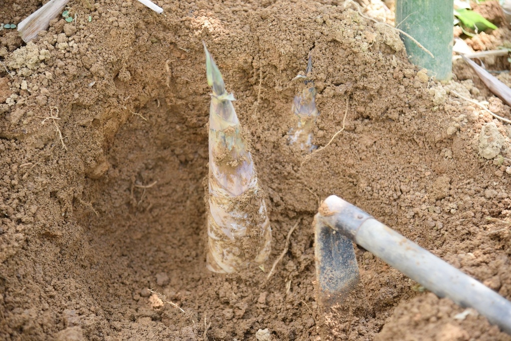 玩翻埔里！兩天一夜行程這樣排超好玩 在地人激推景點美食 寓教