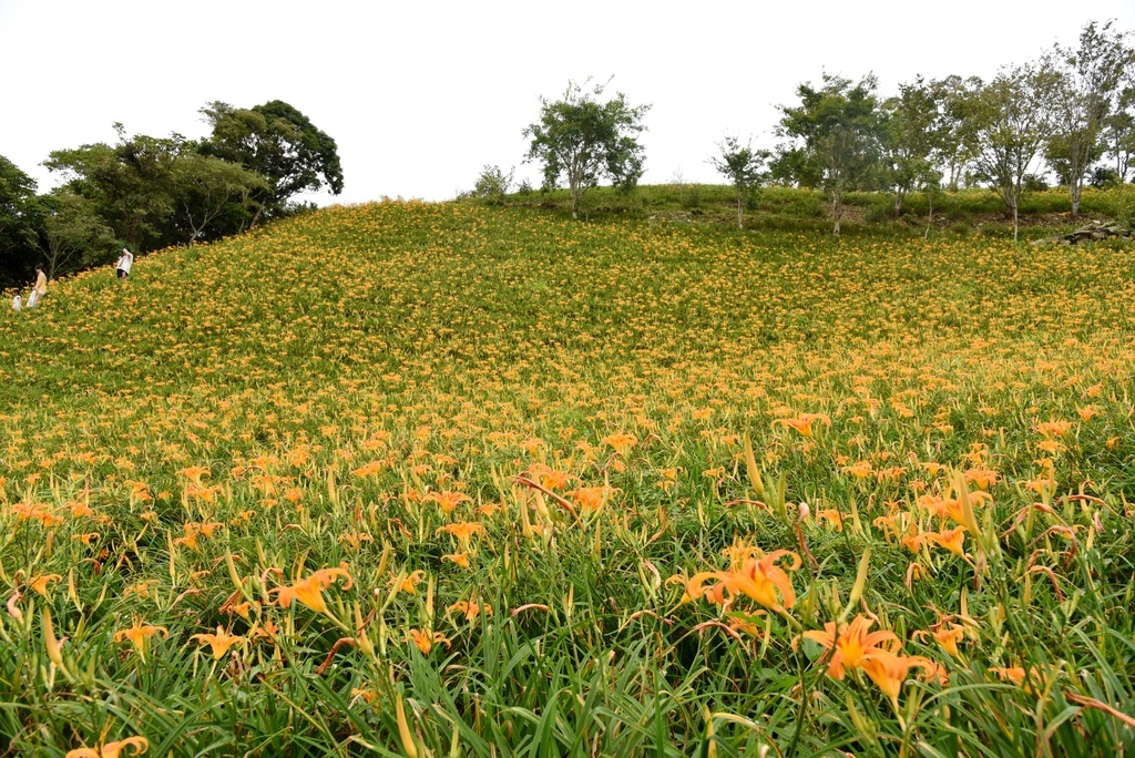 台東三天兩夜輕旅行|我在太麻里好解憂