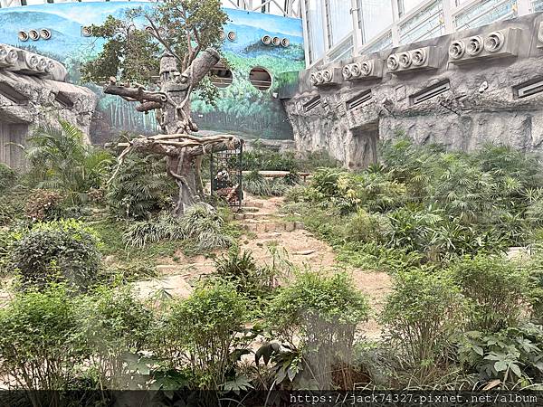 {澳門旅遊}澳門親子免費景點/石排灣郊野公園 大熊貓館，竟然