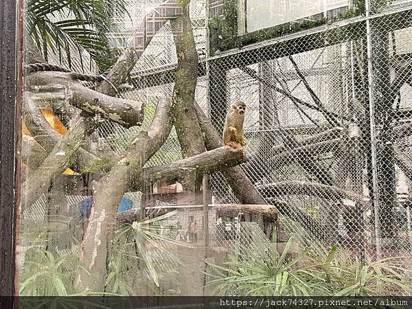 {澳門旅遊}澳門親子免費景點/石排灣郊野公園 大熊貓館，竟然