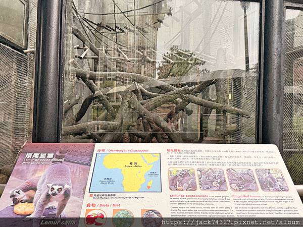 {澳門旅遊}澳門親子免費景點/石排灣郊野公園 大熊貓館，竟然