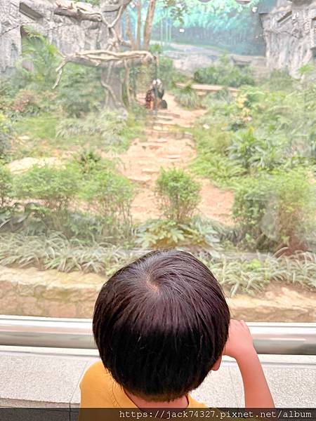 {澳門旅遊}澳門親子免費景點/石排灣郊野公園 大熊貓館，竟然