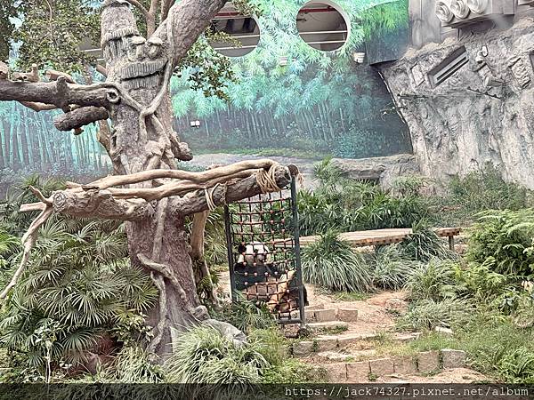 {澳門旅遊}澳門親子免費景點/石排灣郊野公園 大熊貓館，竟然