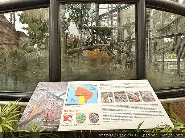 {澳門旅遊}澳門親子免費景點/石排灣郊野公園 大熊貓館，竟然