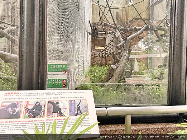 {澳門旅遊}澳門親子免費景點/石排灣郊野公園 大熊貓館，竟然