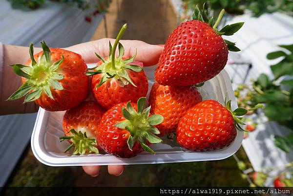 【日本岡山草莓園採果趣】章姬、紅臉頰草莓又大又美味！草莓吃到