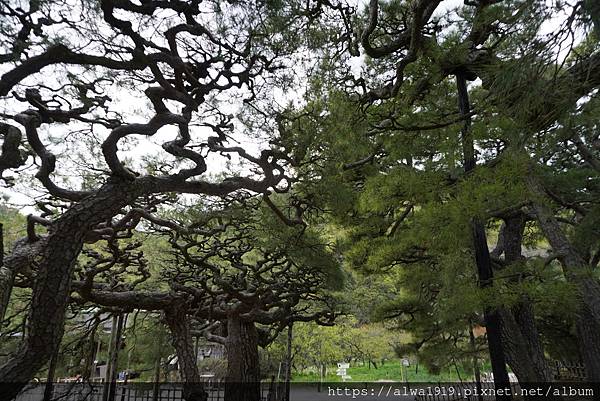 【日本香川遊記】米其林三星美景推薦｜栗林公園四季皆美的日式庭