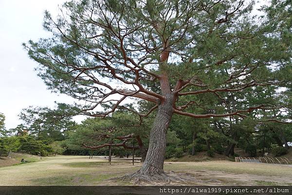 【日本香川遊記】米其林三星美景推薦｜栗林公園四季皆美的日式庭
