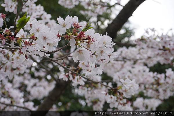 【日本香川遊記】米其林三星美景推薦｜栗林公園四季皆美的日式庭