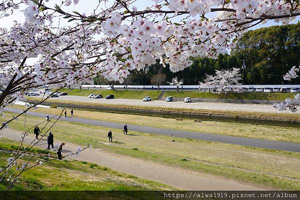 【日本岡山旅遊分享】旭川櫻花道，250株染井吉野櫻盛開絕美河