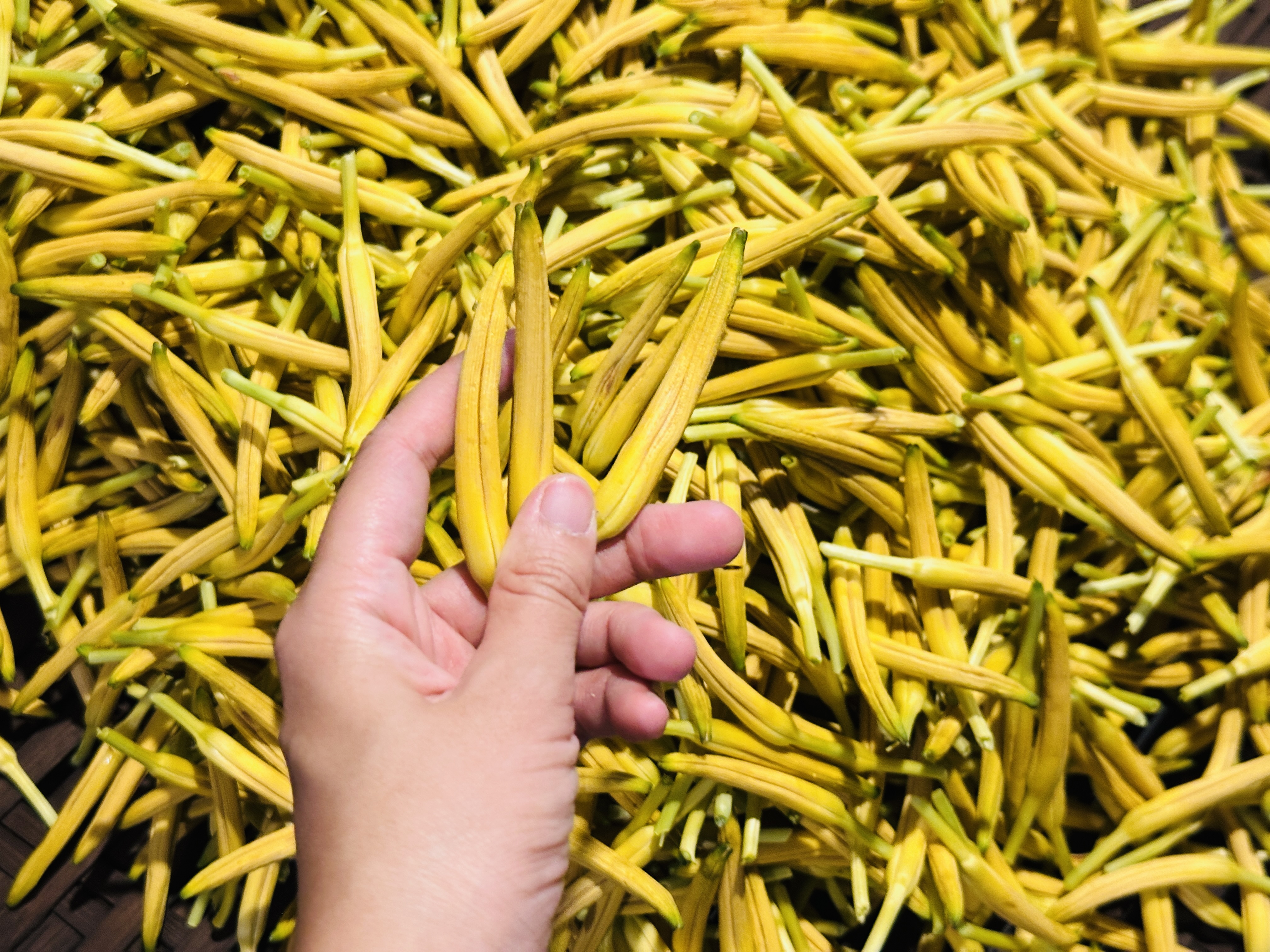 2025赤科山金針花季一日遊｜花海拍照秘境、窯燒金針體驗＋加