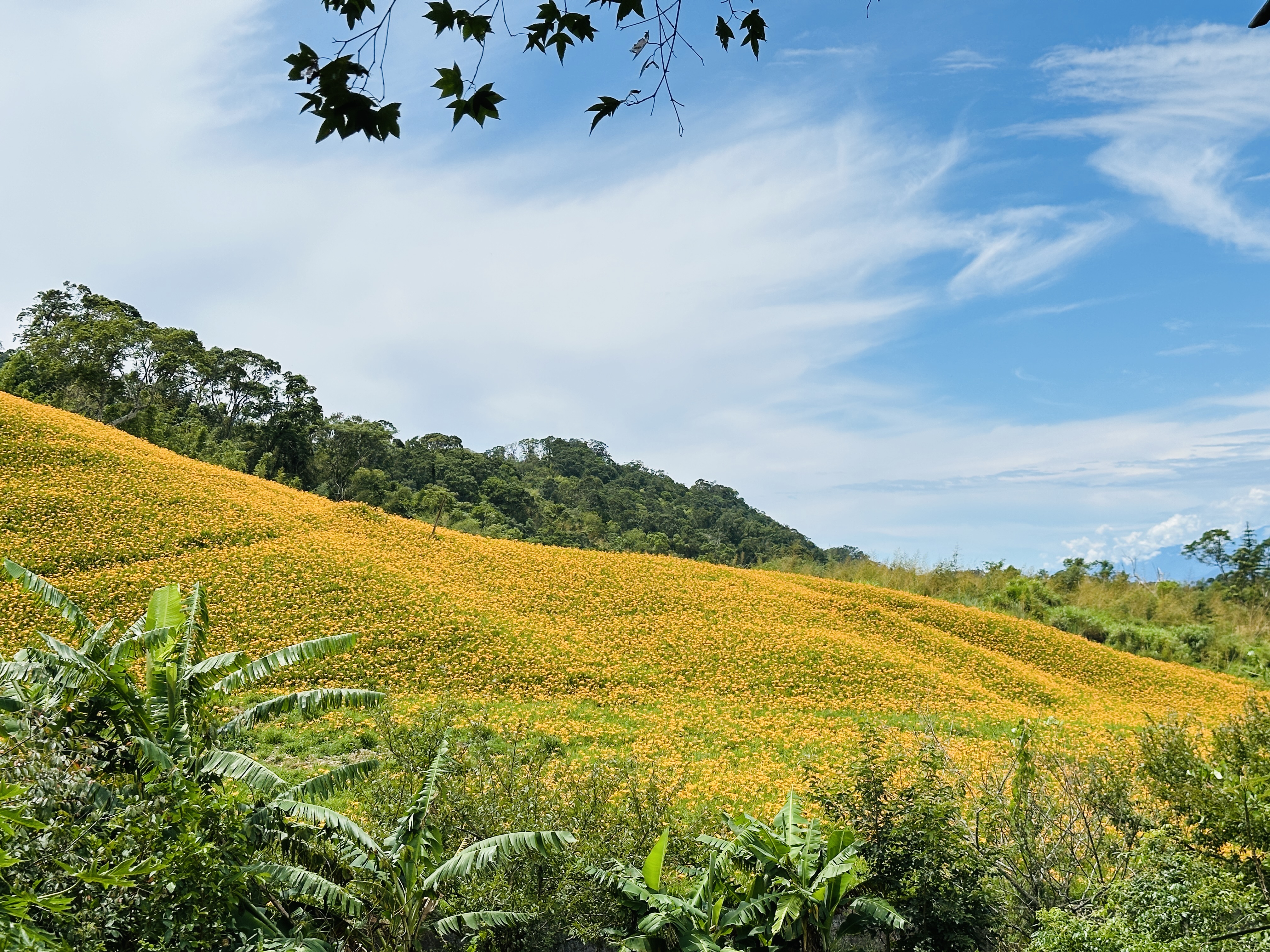 2025赤科山金針花季一日遊｜花海拍照秘境、窯燒金針體驗＋加