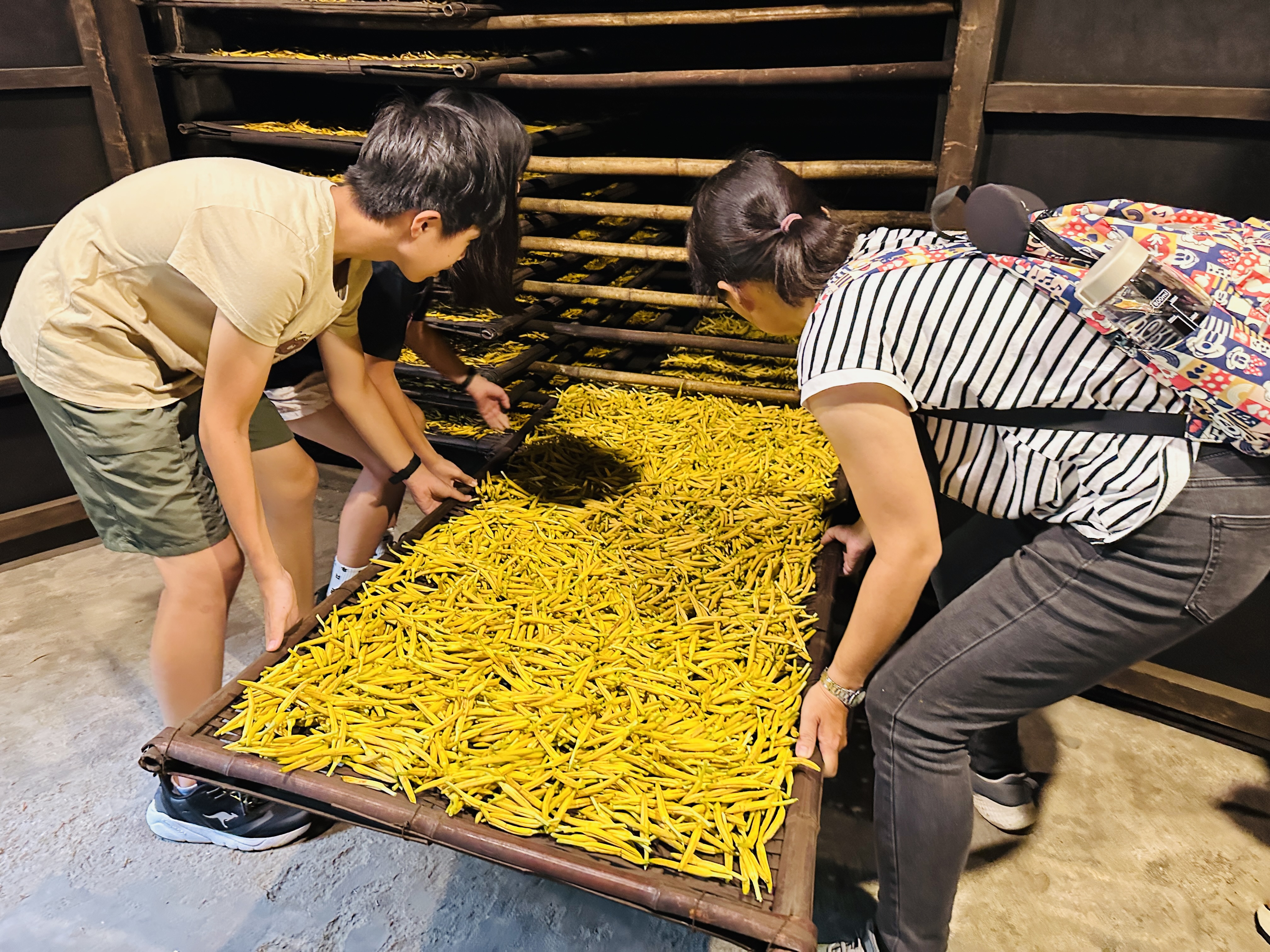 2025赤科山金針花季一日遊｜花海拍照秘境、窯燒金針體驗＋加