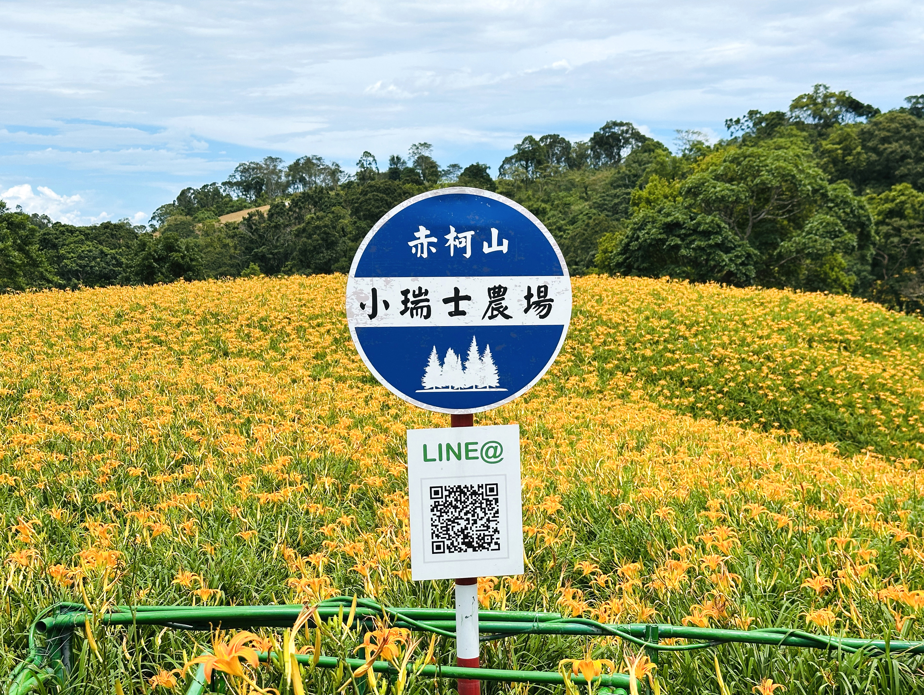 2025赤科山金針花季一日遊｜花海拍照秘境、窯燒金針體驗＋加
