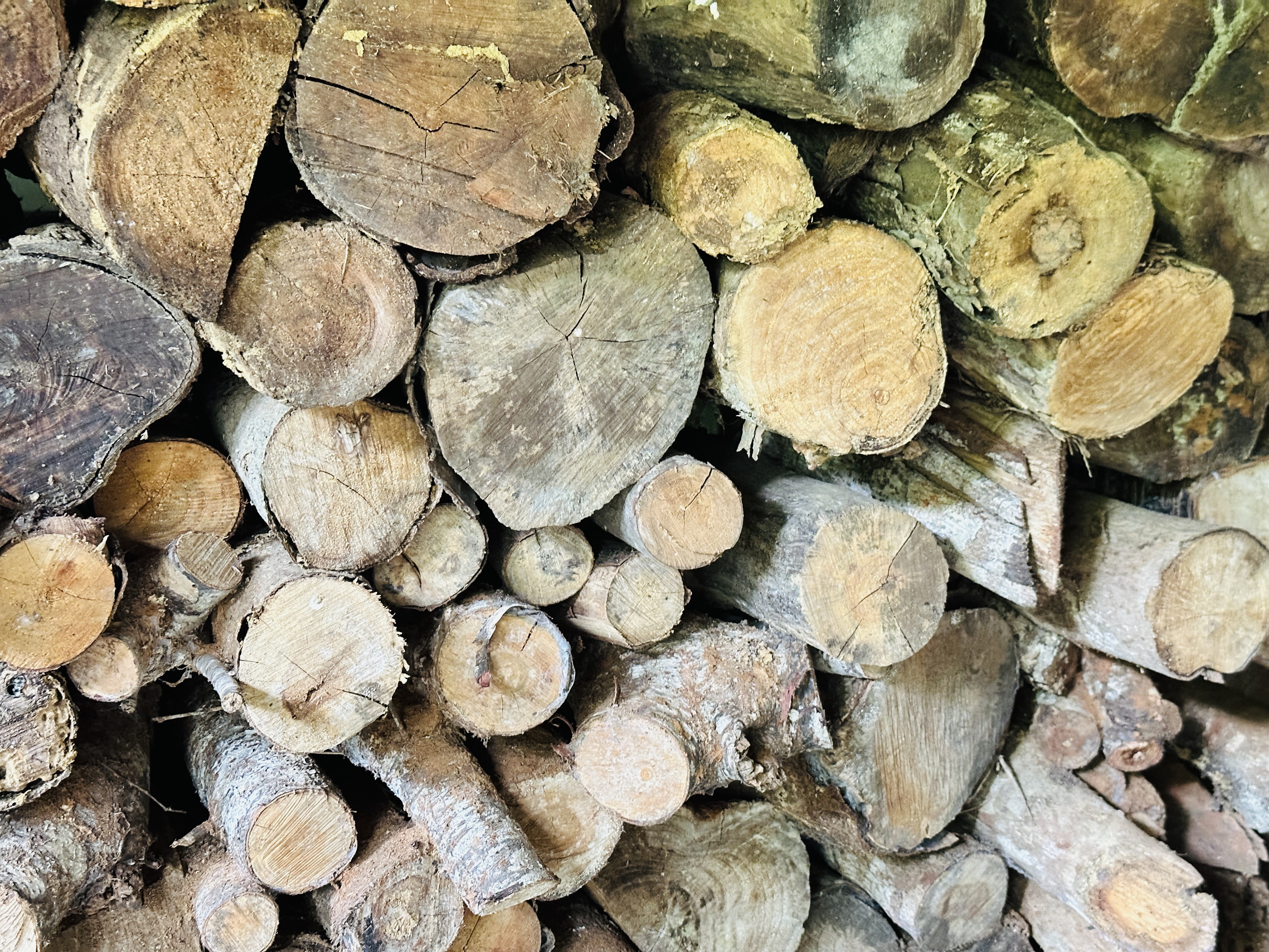 2025赤科山金針花季一日遊｜花海拍照秘境、窯燒金針體驗＋加