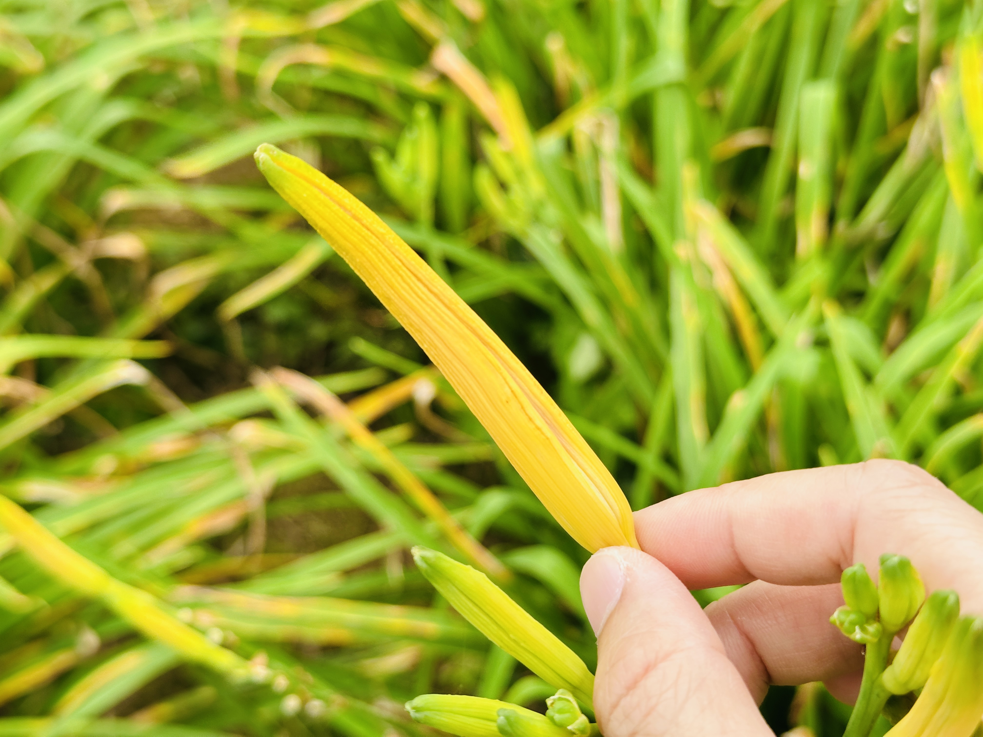 2025赤科山金針花季一日遊｜花海拍照秘境、窯燒金針體驗＋加