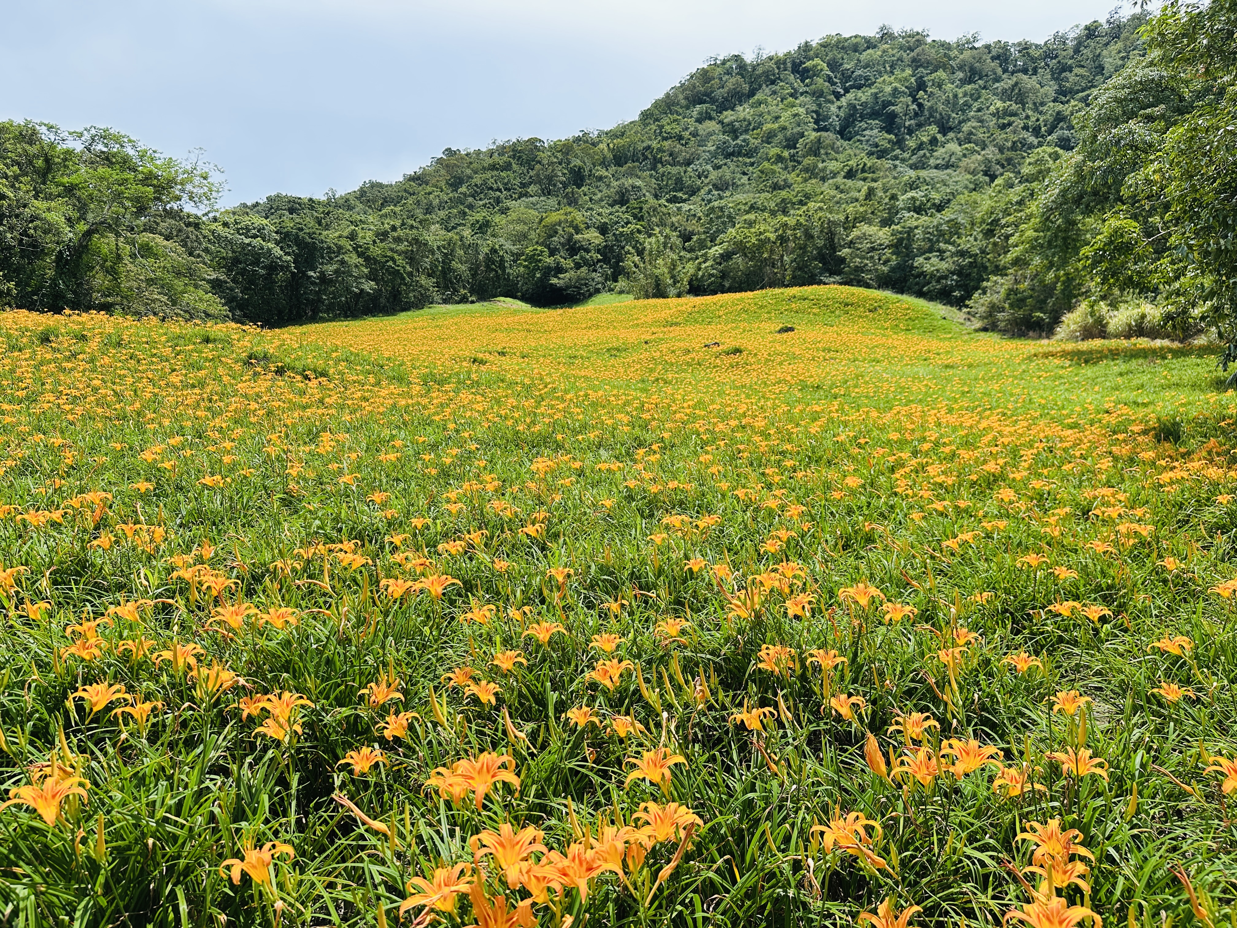 2025赤科山金針花季一日遊｜花海拍照秘境、窯燒金針體驗＋加