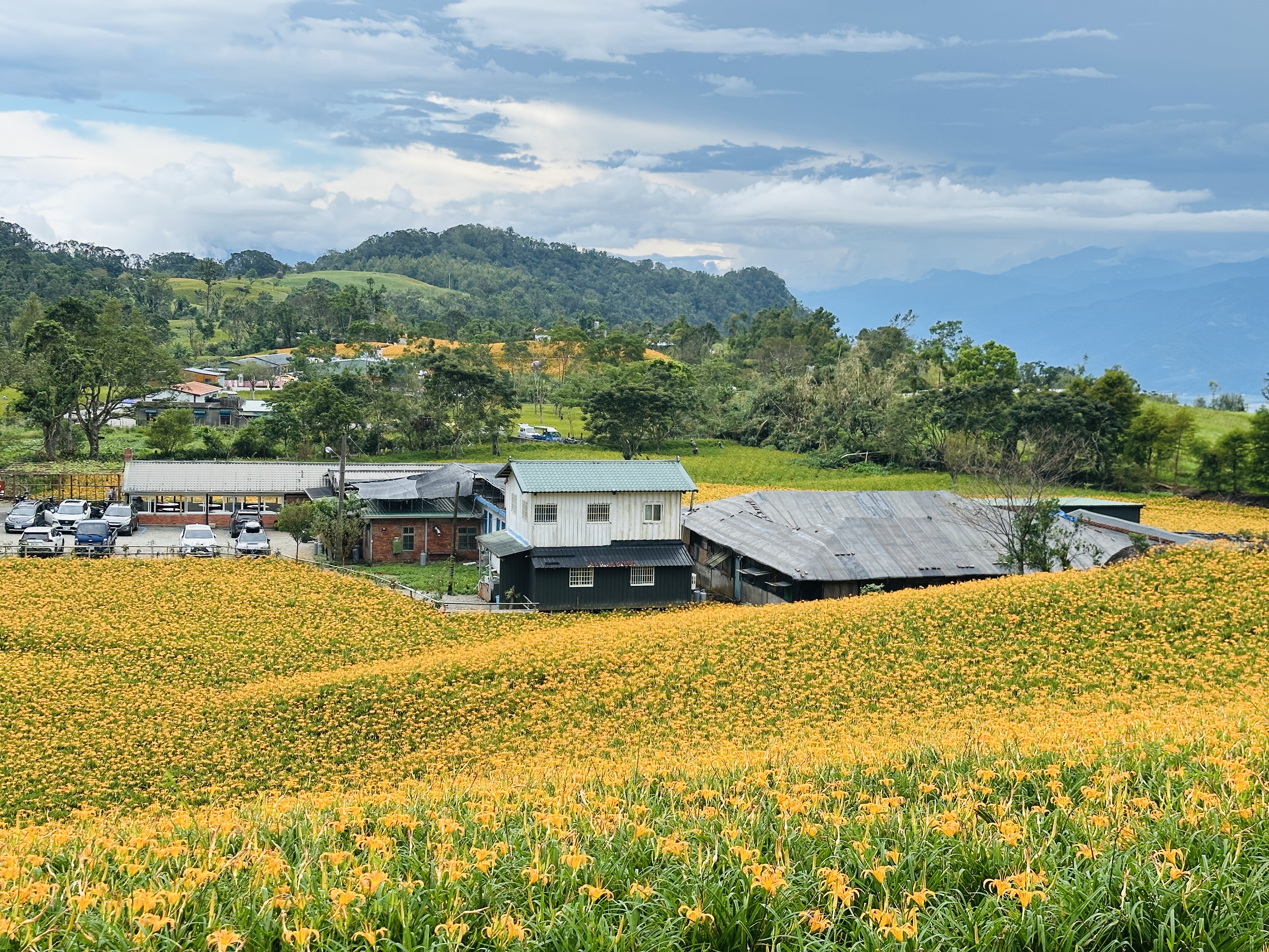 2025赤科山金針花季一日遊｜花海拍照秘境、窯燒金針體驗＋加