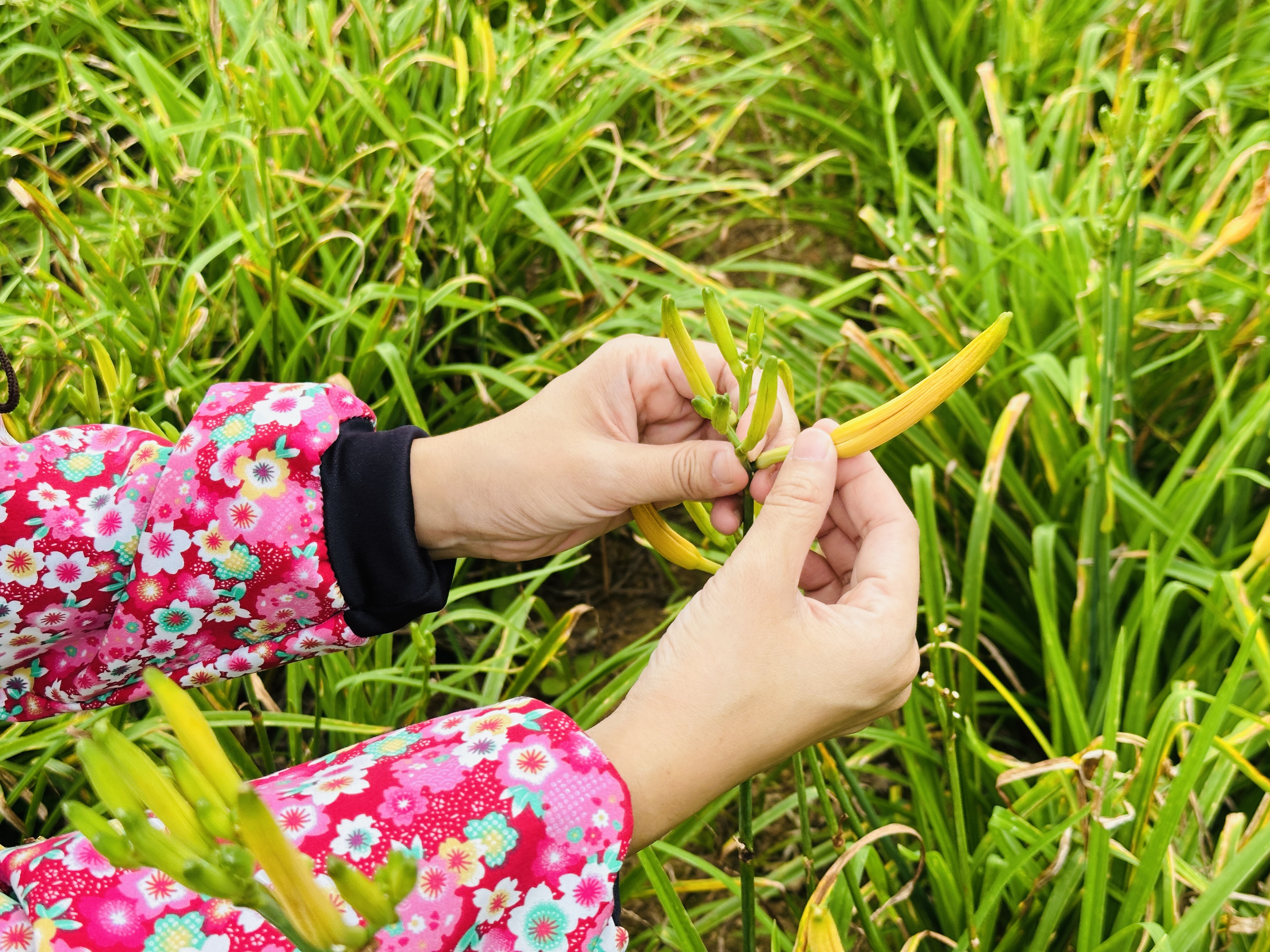 2025赤科山金針花季一日遊｜花海拍照秘境、窯燒金針體驗＋加