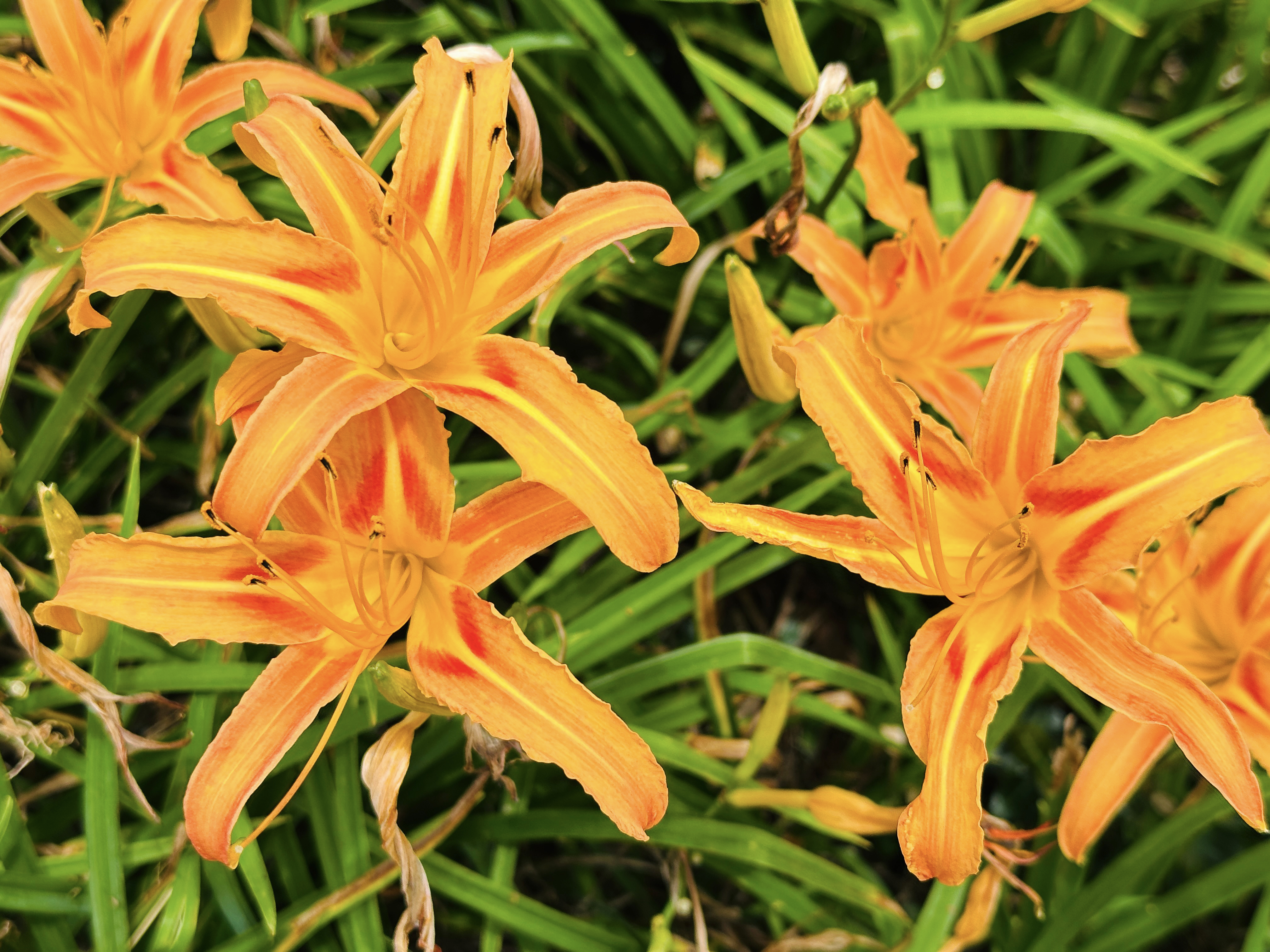 2025赤科山金針花季一日遊｜花海拍照秘境、窯燒金針體驗＋加