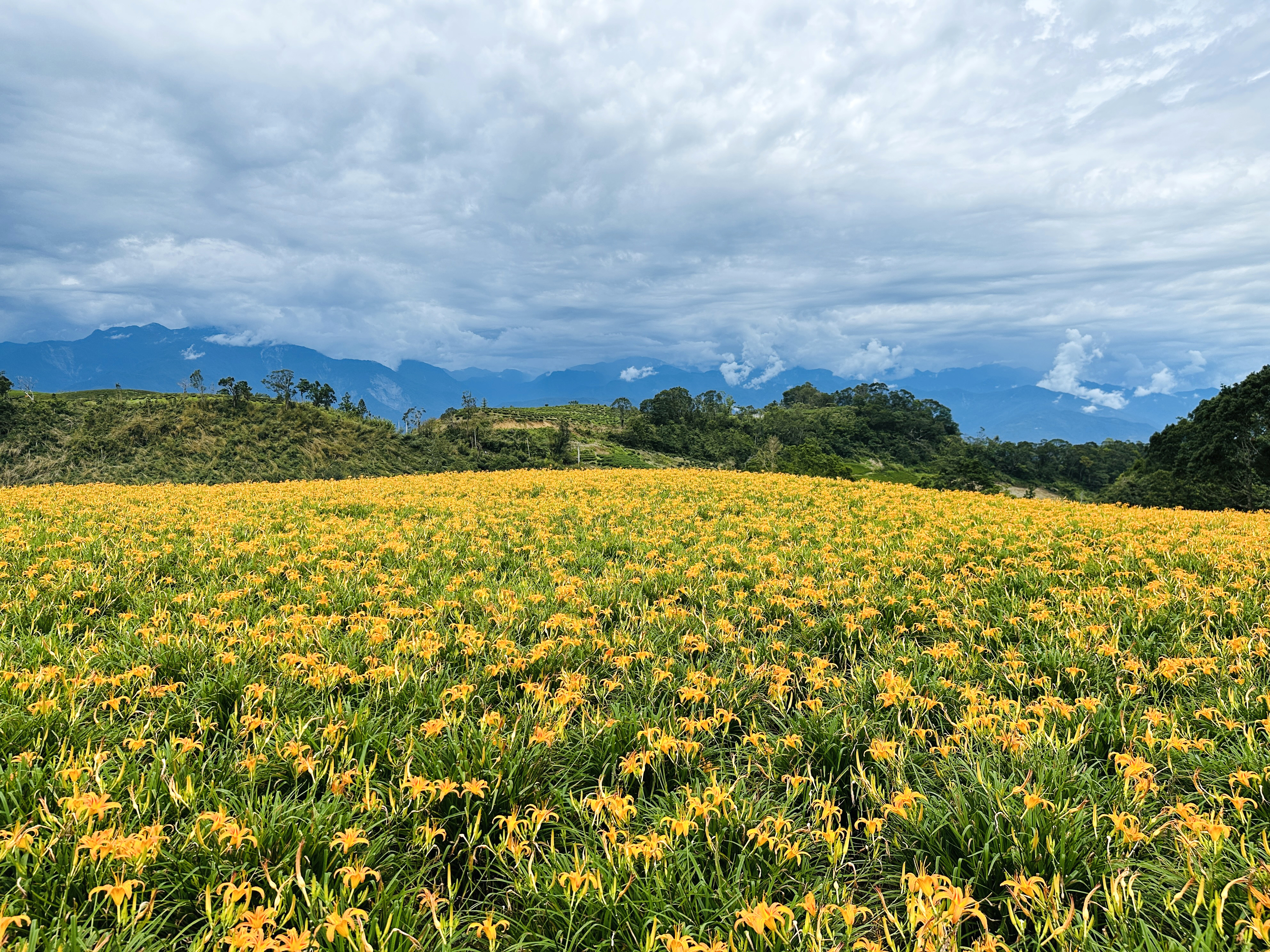 2025赤科山金針花季一日遊｜花海拍照秘境、窯燒金針體驗＋加