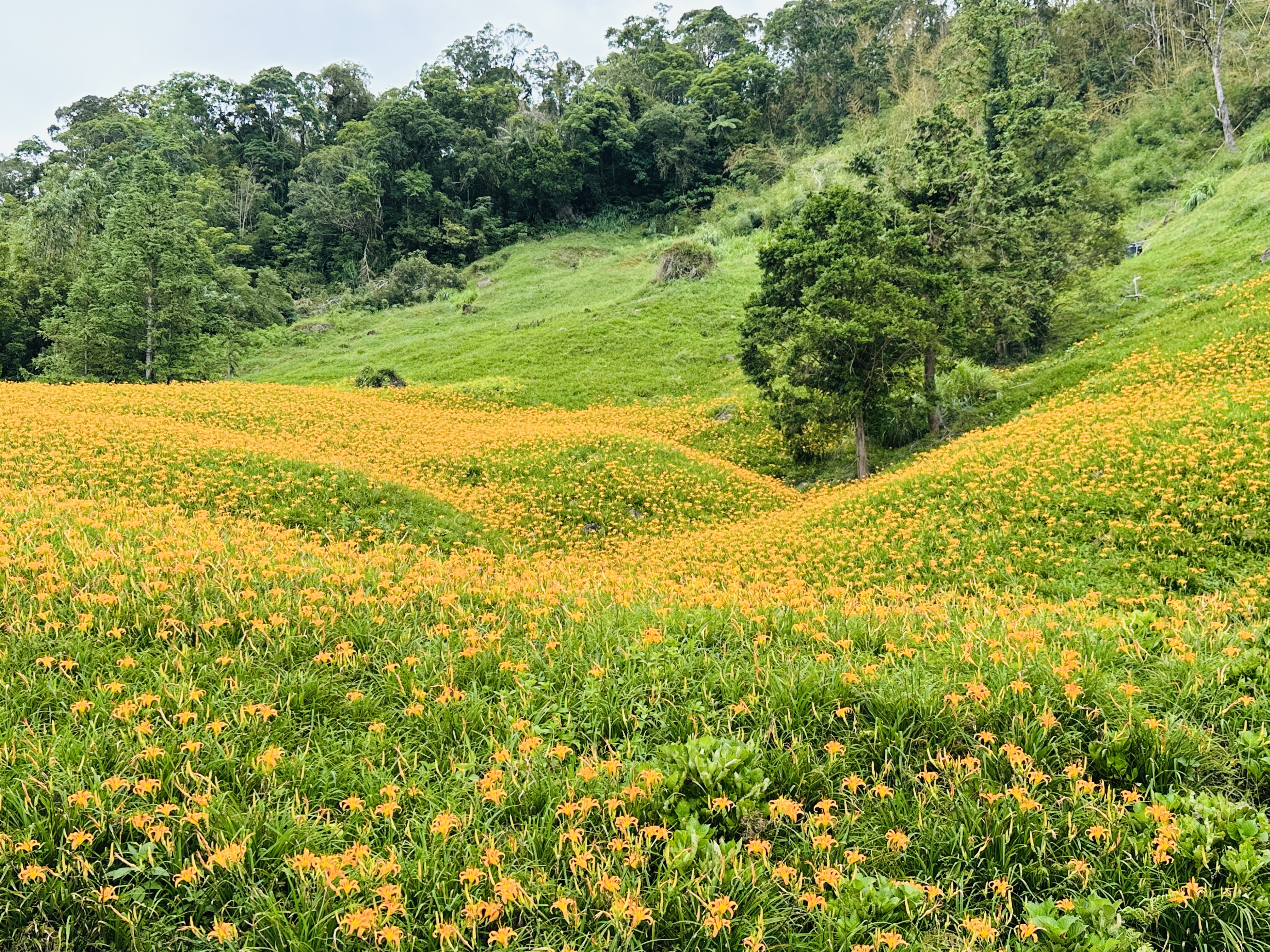 2025赤科山金針花季一日遊｜花海拍照秘境、窯燒金針體驗＋加