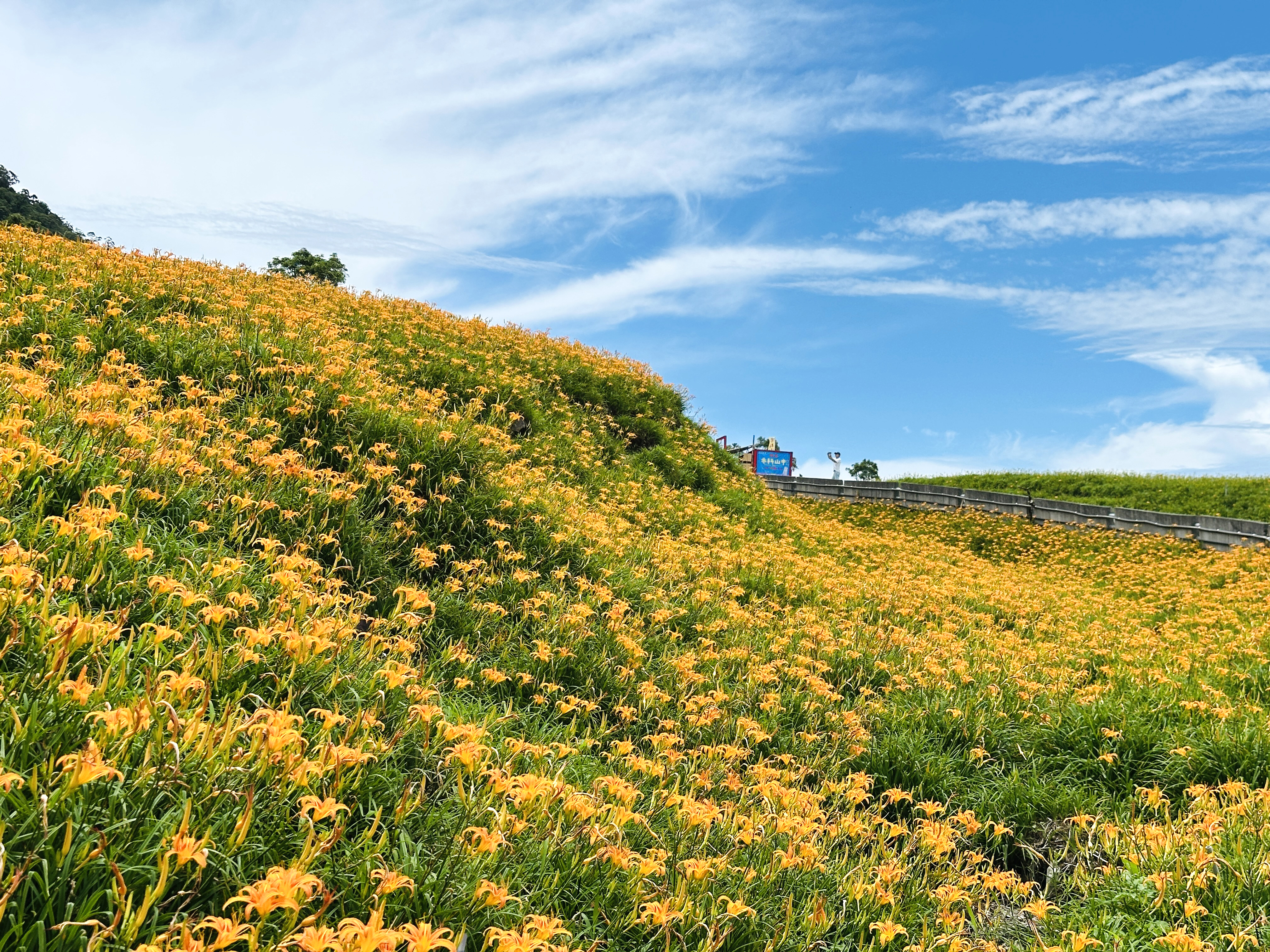 2025赤科山金針花季一日遊｜花海拍照秘境、窯燒金針體驗＋加